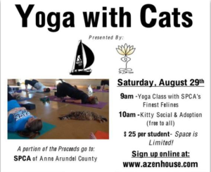 Yoga with Cats Fundraiser for the SPCA this weekend at The Zen House